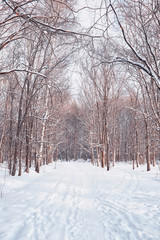 Fototapeta na wymiar Winter forest landscape. Tall trees under snow cover. January frosty day in the park.
