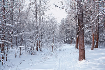 Winter forest landscape. Tall trees under snow cover. January frosty day in the park.