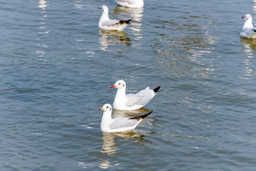 Pair of seagulls happily floating on the water