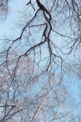 Obraz premium Winter forest landscape. Tall trees under snow cover. January frosty day in the park.