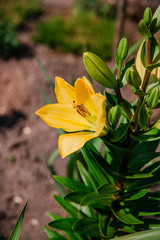 Lilies bloom in the garden, floriculture as a hobby in the summer garden. Concept of gardening, floriculture and landscape design.