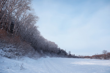 Winter forest landscape. Tall trees under snow cover. January frosty day in the park.