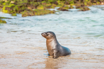 Naklejka premium Sea lions on the Galapagos Islands lie cosily on the beach with animal babies playing at the seaside on Isabela Island framed in a scenic nature full of wildlife in the Pacific Ocean off Ecuador