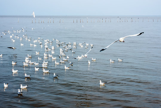 Flock of seagulls at Bangpu Recreation Center