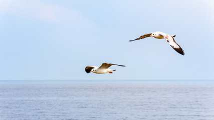 Fototapeta na wymiar Pair of seagulls happy flying above the sea