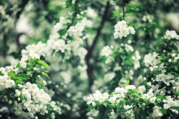 Bright spring greens at dawn in the forest. Nature comes to life in early spring.