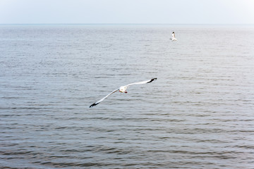Pair of seagulls happy flying above the sea