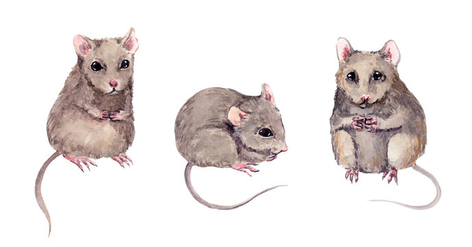 Set of cute mice. Watercolor hand painted mouse animal