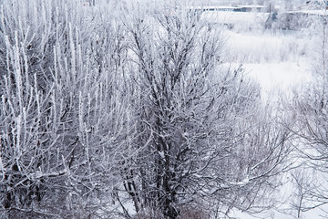 Winter forest landscape. Tall trees under snow cover. January frosty day in the park.