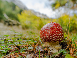 Seta tóxica de nombre Amanita Muscaria