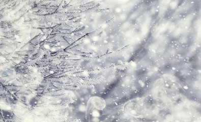 Winter forest landscape. Tall trees under snow cover. January frosty day in the park.