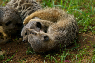 ミーアキャット