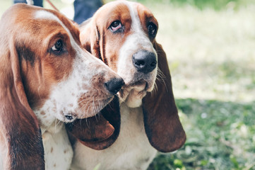 Two tricolor beautiful adorable young basset hounds sitting on grass. Dog boy and girl looks at camera. Dog friendship 