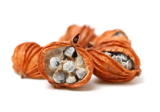 Dried Herbs, Latin name: Amomum villosum Lour. Chinese name: Xiang Sha Ren and known as Cocklebur-like Amomum Fruit, Fructus Amomi, Villous Amomum Fruit , Chinese herb medicinal on white background
