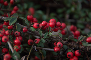 Red dense berries of cotoneaster on branches. Autumn natural background. Decorative ground cover shrubs for garden.
