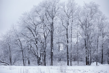 Winter forest landscape. Tall trees under snow cover. January frosty day in the park.