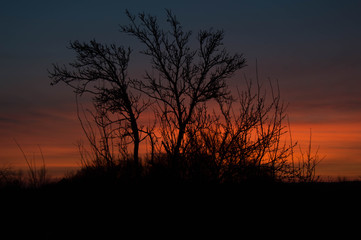 Autumn trees in the sunset