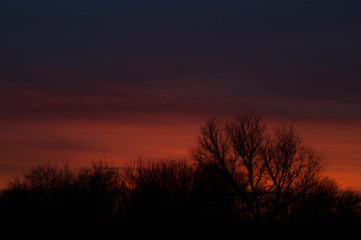 Autumn trees in the sunset