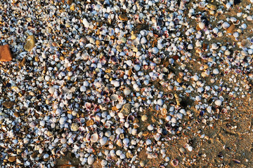 sea shells texture