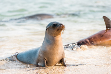  Sea lions on the Galapagos Islands lie cosily on the beach with animal babies playing at the...