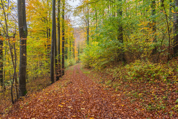 Beautiful walk in the autumnal forests with beautiful warm colors of autumn.