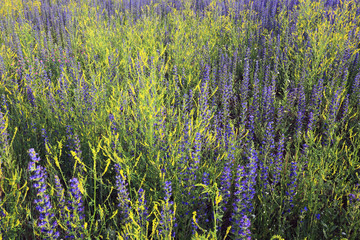 flowering lupine field