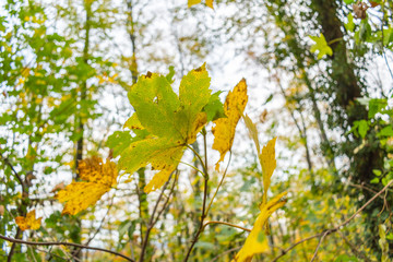 Beautiful walk in the autumnal forests with beautiful warm colors of autumn.