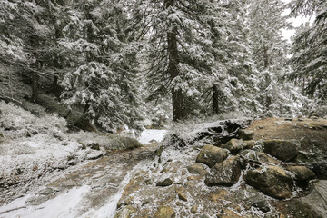 Stone walkway in the winter forest