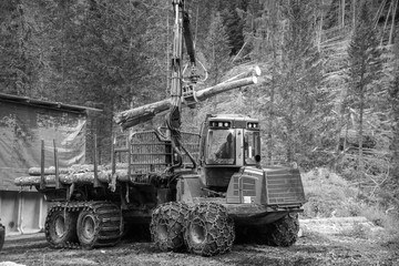 Fototapeta na wymiar Forest log truck tree harvester working woodcutter, industry cut wood. the consequences of the weather, a windbreak in the mountains, damage to nature, Alpine Austria, Italy. Black and white