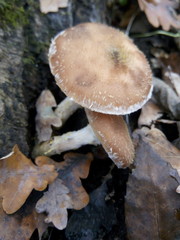 Mushrooms under fallen leaves in the forest in autumn