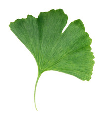 Ginkgo biloba leaf isolated on white background