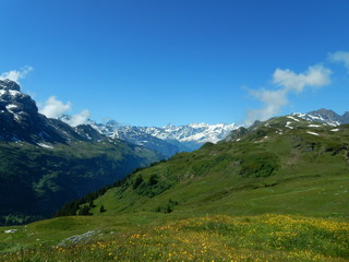 Blumenwiese in den Alpen