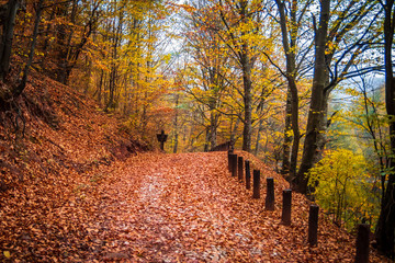 Footpath through forest at rainy autumn day. Wet fallen leaves on a path. Camping place Grza in Serbia.