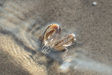 muscheln im meer