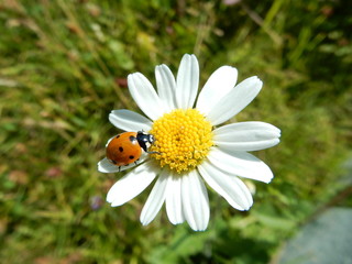 Marienkäfer auf Margerite