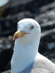 Möwen-Portrait