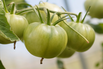 green tomato fruit on a branch in a greenhouse closeup