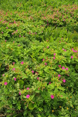 放水路土手に咲く白粉花