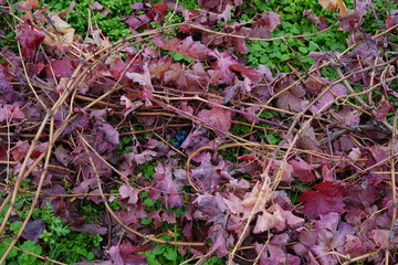 Rote Weinblätter und Trauben nach dem Beschnitt auf dem Boden