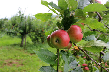Juicy Red Apples Growing in an English Orchard