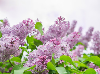 Obraz premium Beautiful purple lilac flowers outdoors
