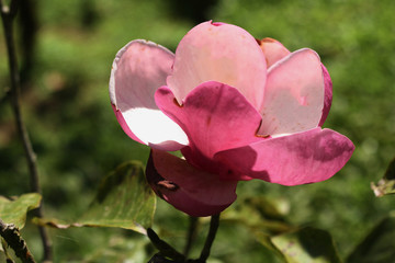 Pink magnolia flower tree in garden.