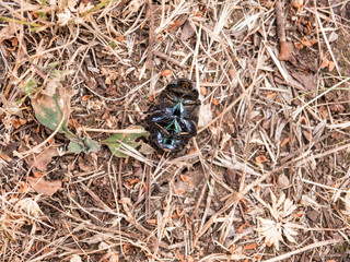 Green Cetonia aurata bug curl up top view