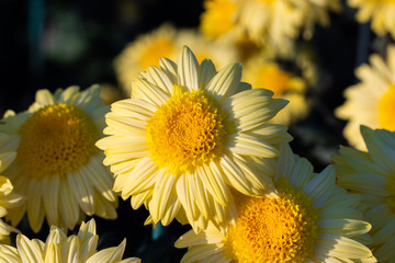 Yellow chrysanthemums close up in autumn Sunny day in the garden. Autumn flowers. Flower head