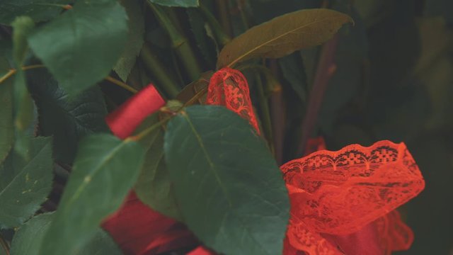 Cropped video of bouquet of large red roses. Focus on the red ribbon tied in nice knot.
