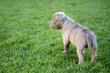 Little american bulli puppy walks on the grass in the park.