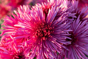 Pink chrysanthemums close up in autumn Sunny day in the garden. Autumn flowers. Flower head