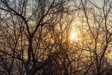 Leafless tree branches at dawn of the sun