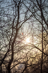 Leafless tree branches at dawn of the sun