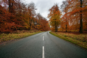 Fototapeta na wymiar Middle of the road in a forest, cannock chase forest, autumn, landscape
